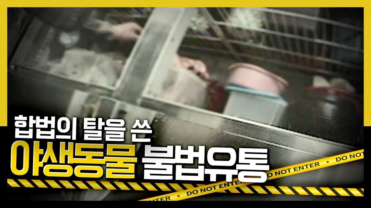 철장에 담긴 야생동물과 플라스틱 용기, '합법의 탈을 쓴 야생동물 불법유통'이라는 문구와 노란색 'DO NOT ENTER' 경고 테이프가 보이는 이미지