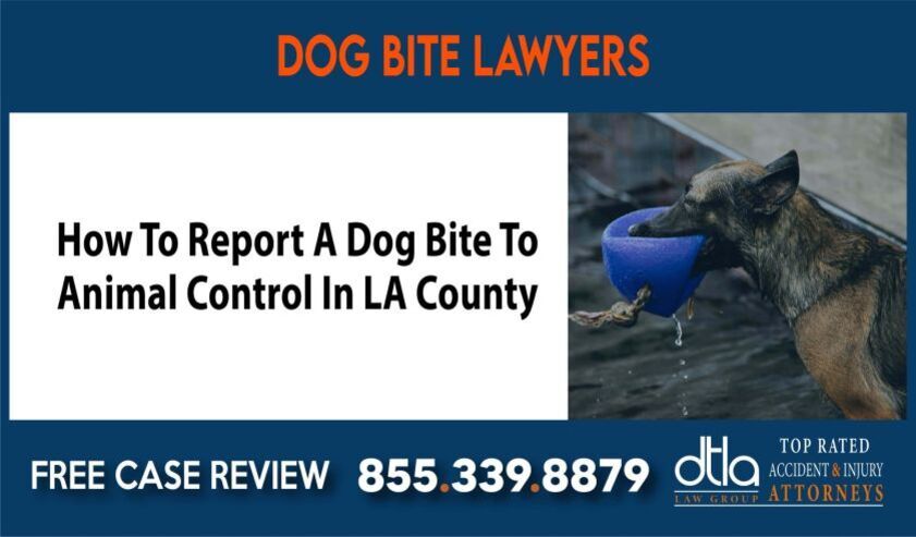 'DOG BITE LAWYERS'라는 제목과 함께, 'How To Report A Dog Bite To Animal Control In LA County'라는 문구가 적혀 있고, 개가 파란색 그릇에 입을 대고 있는 사진이 있으며, 하단에는 무료 상담 전화번호 855.339.8879와 로펌 정보가 표시된 광고 이미지.