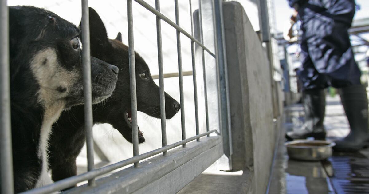 철창 안에 있는 두 마리의 개와 멀리 사육사가 보이는 동물 보호소 내부 모습
